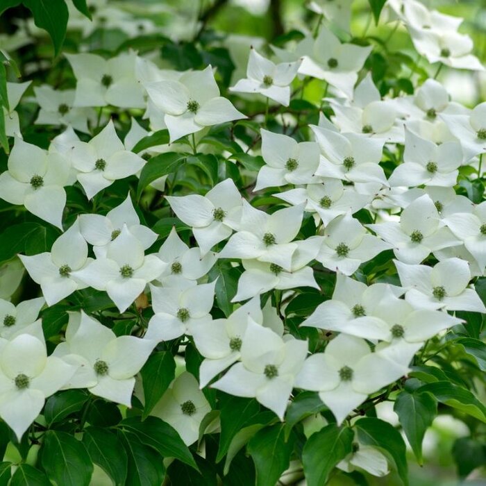 Kornoelje meerstammig (Cornus kousa 'Schmetterling')