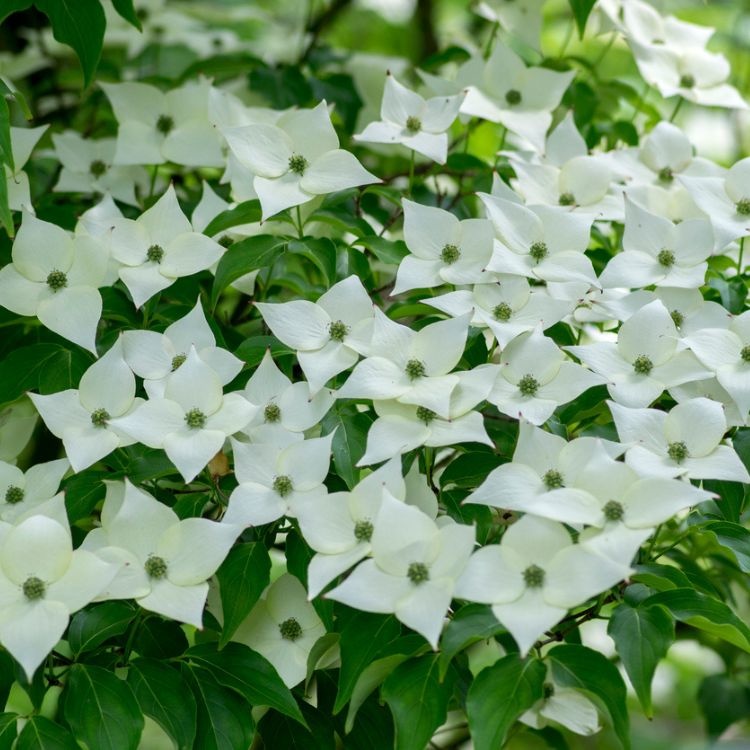 Kornoelje meerstammig (Cornus kousa 'Schmetterling')