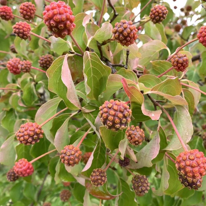 Kornoelje meerstammig (Cornus kousa 'Schmetterling')
