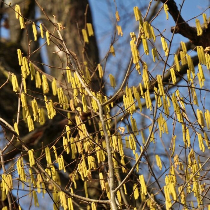 Hazelaar boomvorm - Corylus avellana