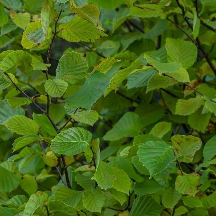 Hazelaar boomvorm - Corylus avellana