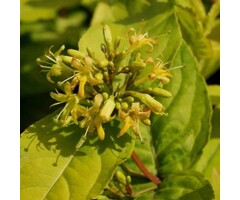 Amerikaanse weigelia - Diervilla sessilifolia 'Butterfly' op stam