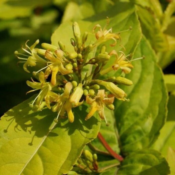 Amerikaanse weigelia op stam (Diervilla sessilifolia 'Butterfly')