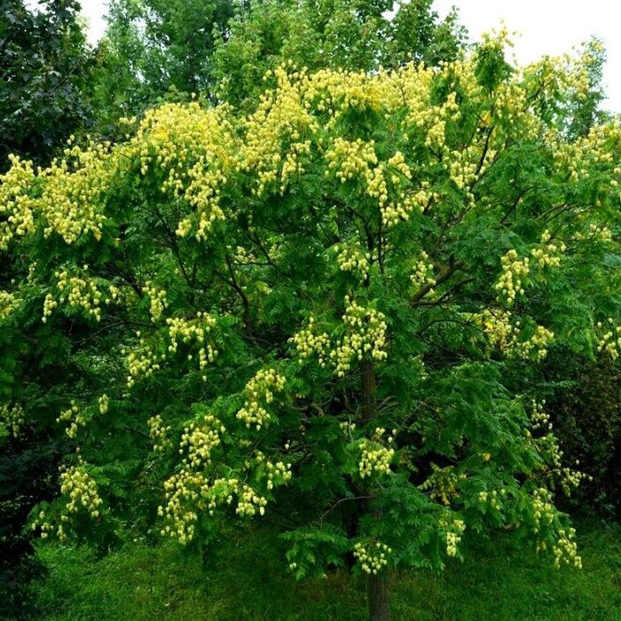 Zeepboom zuilvorm  - Koelreuteria paniculata 'Fastigiata'