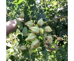 Zeepboom zuilvorm  - Koelreuteria paniculata 'Fastigiata'