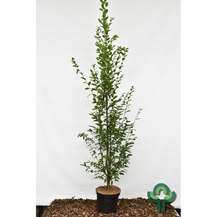 Zeepboom zuilvorm  - Koelreuteria paniculata 'Fastigiata'