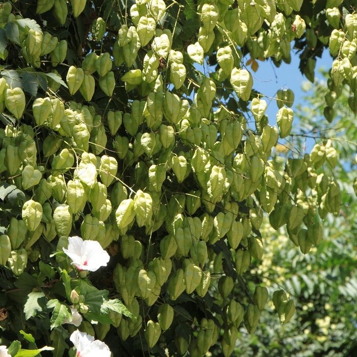 Zeepboom zuilvorm  - Koelreuteria paniculata 'Fastigiata'