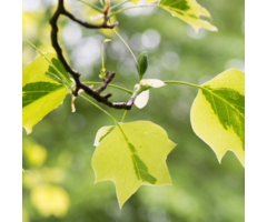 Tulpenboom boomvorm - Liriodendron tulipifera 'Aureomarginatum'