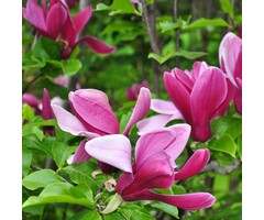 Beverboom - Magnolia 'Black Tulip' boomvorm