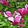 Beverboom (Magnolia 'Black Tulip'  )