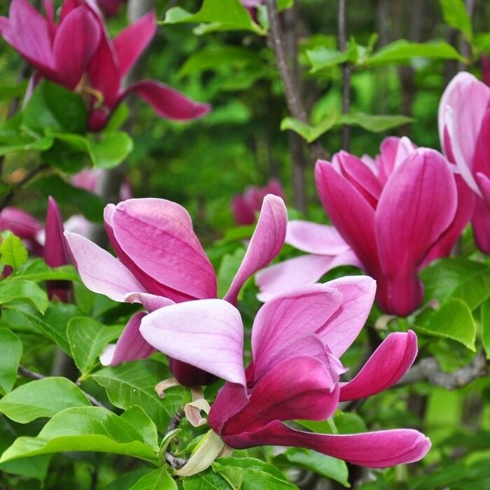 Beverboom (Magnolia 'Black Tulip'  )
