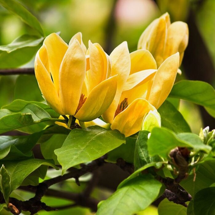 Beverboom (Magnolia 'Daphne' )