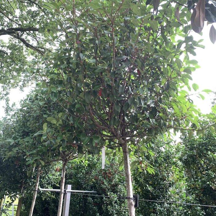 Glansmispel boomvorm - Photinia fraseri 'Red Robin'