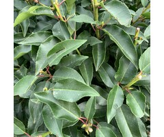 Laurier boom - Prunus lusitanica 'Angustifolia' op stam