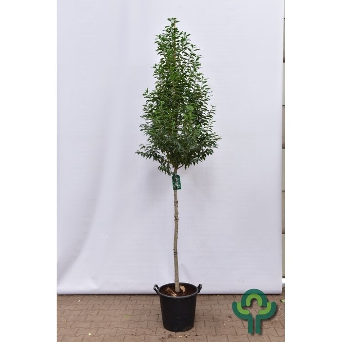 Laurier boom - Prunus lusitanica 'Angustifolia' op stam