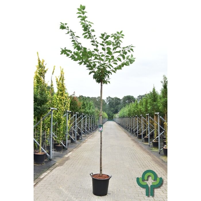 Japanse sierkers boom op stam- Prunus serrulata 'Kanzan'