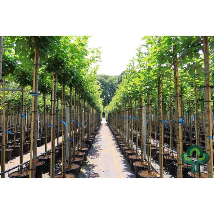 Japanse sierkers - Prunus serrulata 'Kanzan'