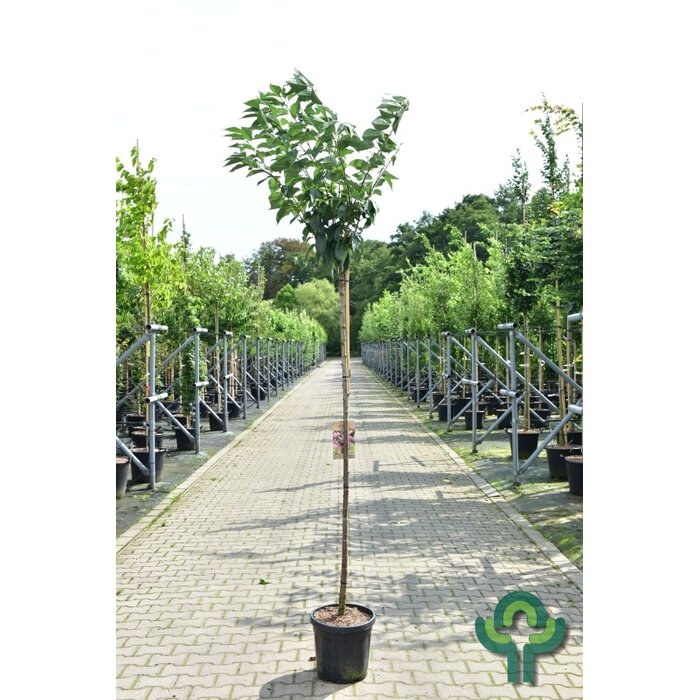 Japanse sierkers - Prunus serrulata 'Kanzan'