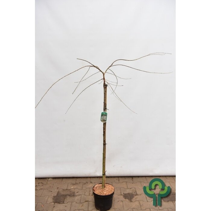 Sierkers op stam - Prunus yedoensis