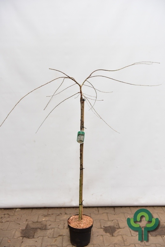 Sierkers op stam - Prunus yedoensis