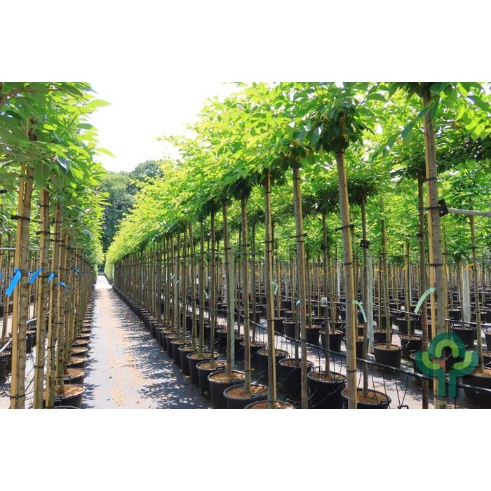 Sierkers - Prunus yedoensis