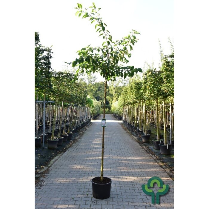 Sierkers - Prunus yedoensis