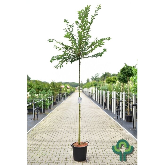 Japanse sierkers - Prunus subhirtella 'Autumnalis Rosea'