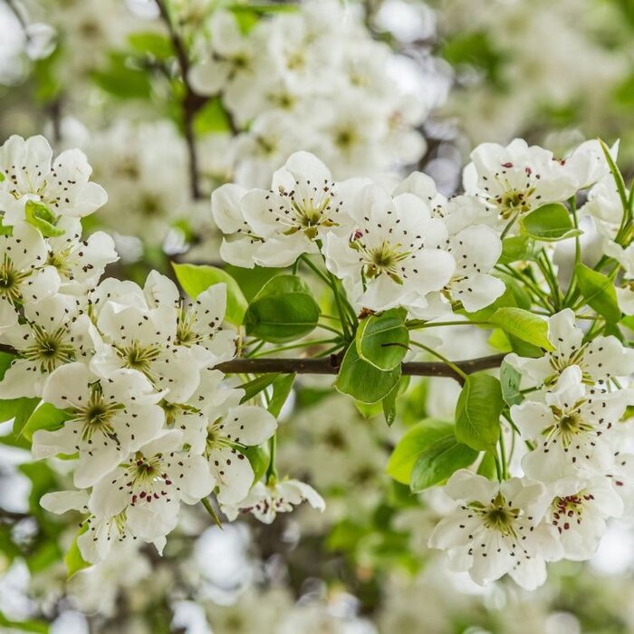 Sierpeer leiboom - Pyrus calleryana 'Chanticleer'