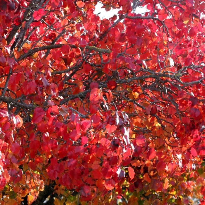 Sierpeer leiboom - Pyrus calleryana 'Chanticleer'