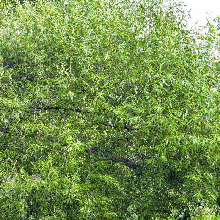 Salix fragilis - Kraakwilg