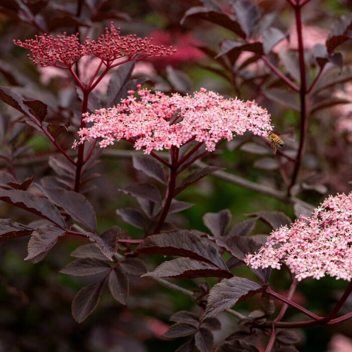 Zwarte vlier boomvorm (Sambucus nigra Black Beauty )