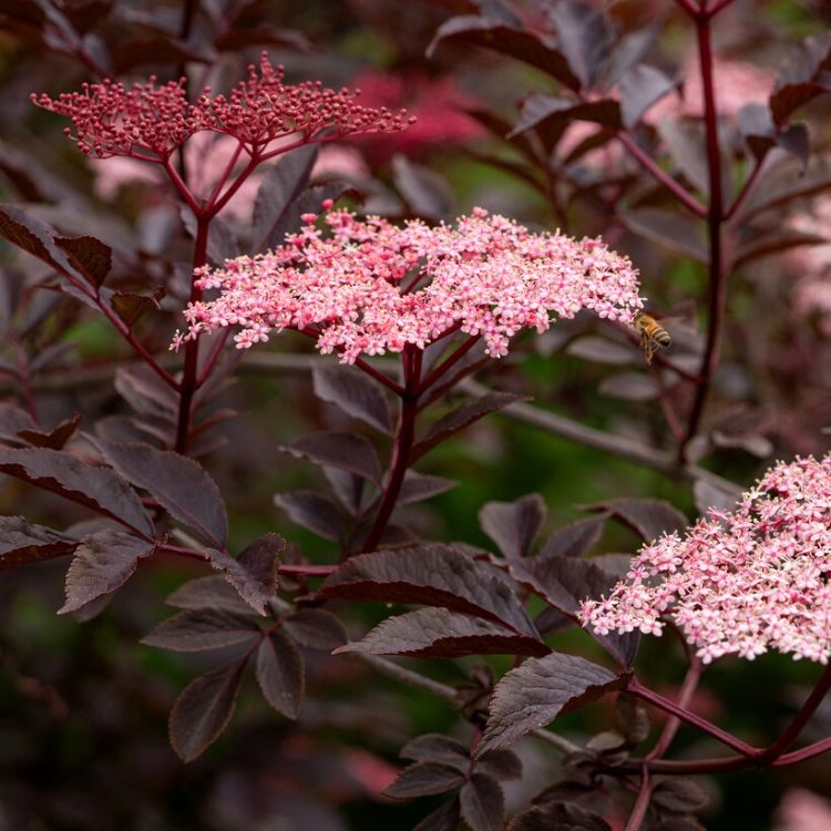Zwarte vlier boomvorm (Sambucus nigra Black Beauty )