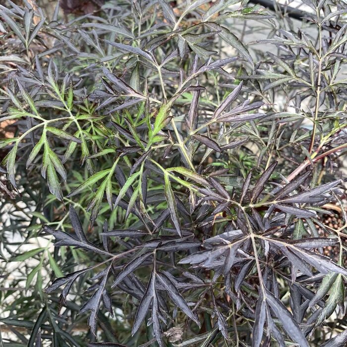 Zwarte vlier boomvorm (Sambucus nigra Black Beauty )