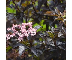 Zwarte vlier - Sambucus nigra Black Beauty boomvorm
