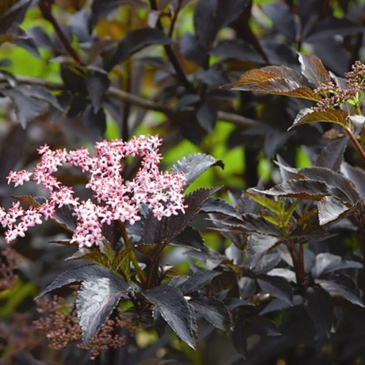 Zwarte vlier boomvorm (Sambucus nigra Black Beauty )