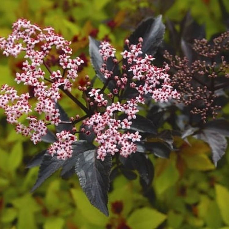 Zwarte vlier boomvorm (Sambucus nigra Black Beauty )