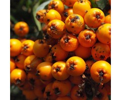 Lijsterbes - Sorbus 'Sunshine'