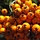Lijsterbes - Sorbus 'Sunshine'
