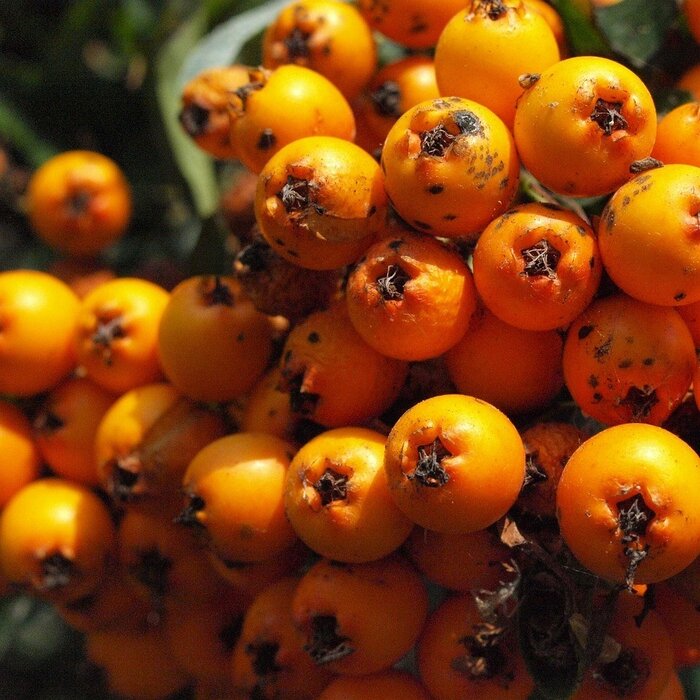 Lijsterbes - Sorbus 'Sunshine'