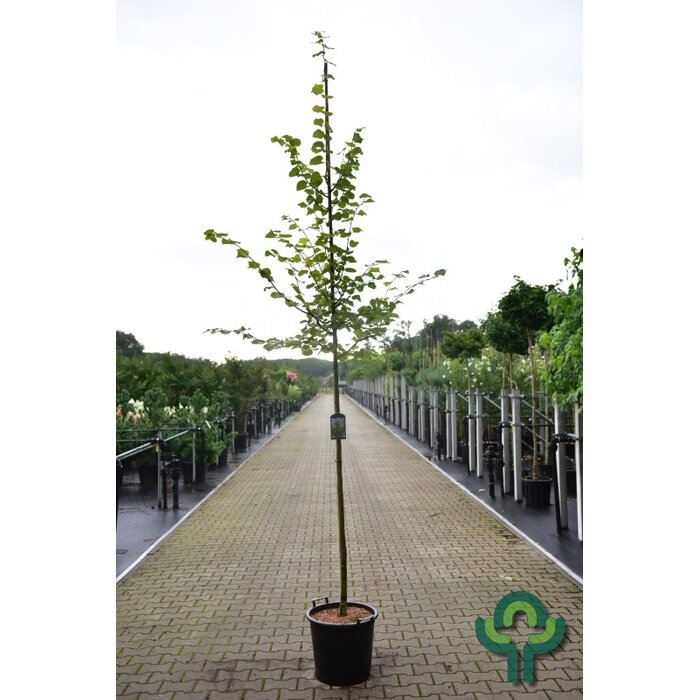 Lindeboom - Tilia cordata 'Winter Orange'