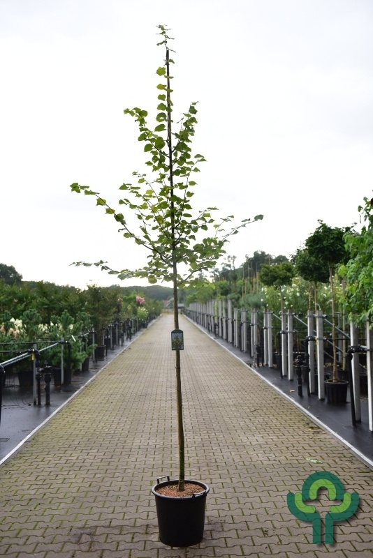 Lindeboom - Tilia cordata 'Winter Orange'