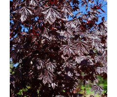 Rode esdoorn - Acer platanoides 'Royal Red' meerstammig