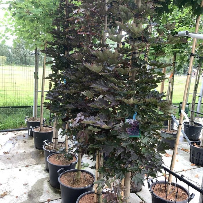 Rode esdoorn - Acer platanoides 'Royal Red' meerstammig