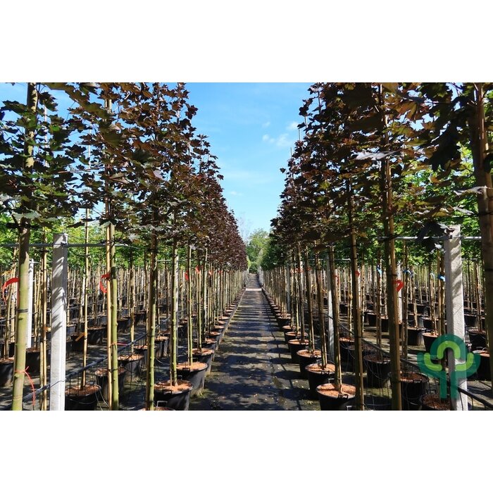 Rode esdoorn - Acer platanoides 'Royal Red' meerstammig