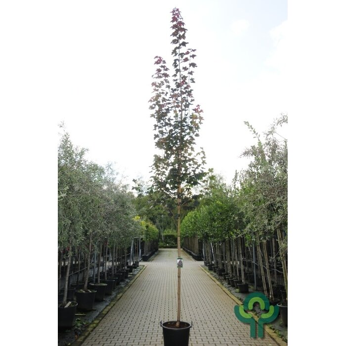 Rode esdoorn - Acer platanoides 'Royal Red' meerstammig