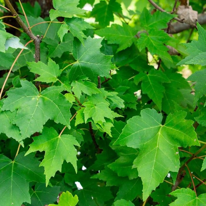 Rode esdoorn - Acer rubrum 'October Glory' meerstammig