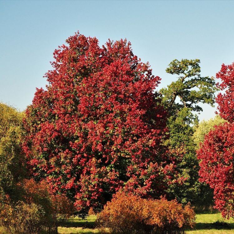 Rode esdoorn - Acer rubrum 'October Glory' meerstammig