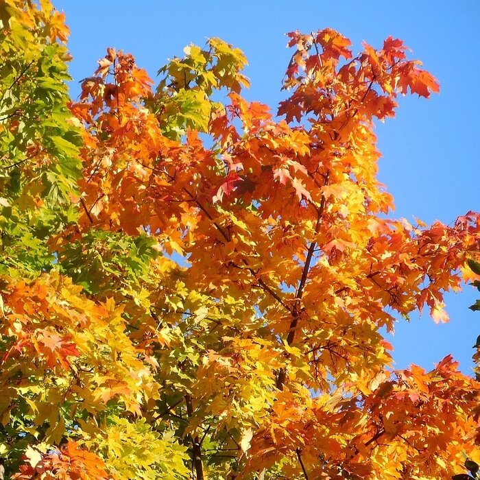 Rode esdoorn - Acer rubrum 'October Glory' meerstammig