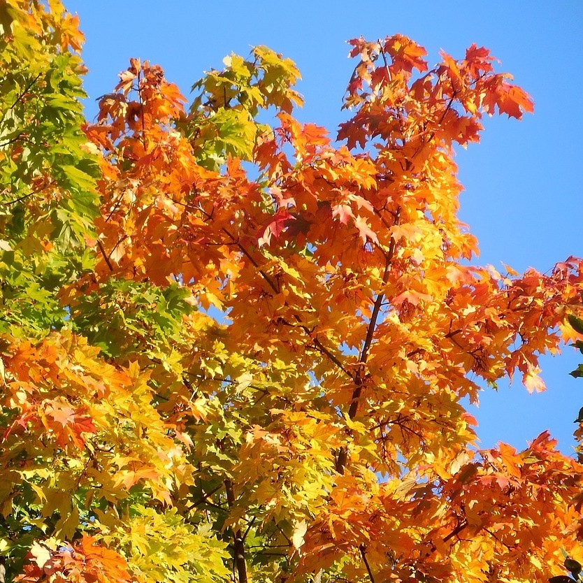 Rode esdoorn - Acer rubrum 'October Glory' meerstammig