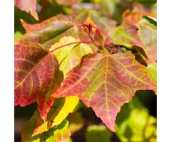 Grijze streepjesbastesdoorn - Acer rufinerve meerstammig